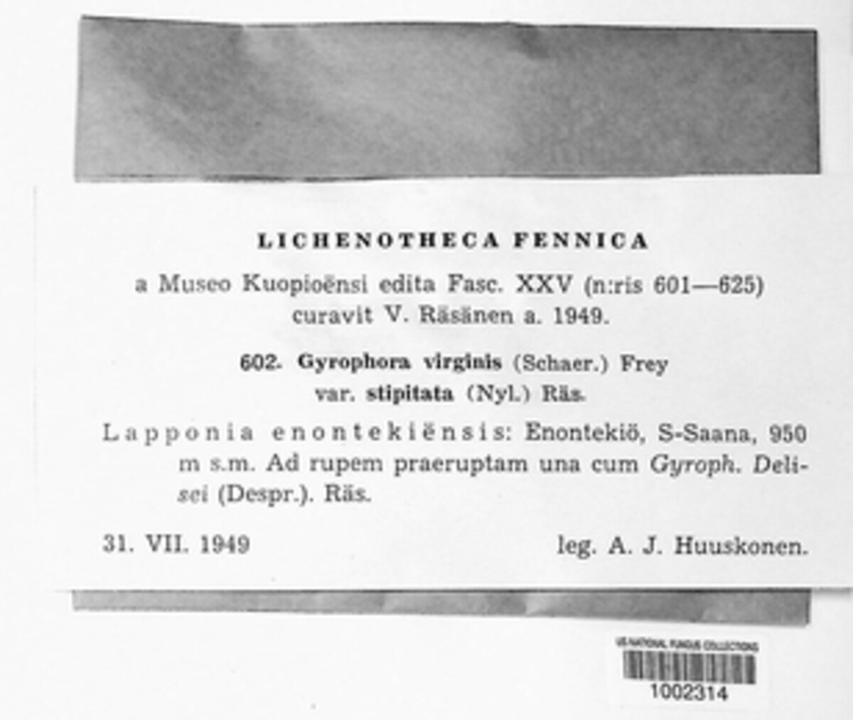 Gyrophora virginis var. stipitata image